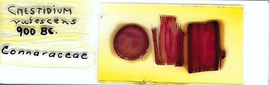 Cnestidium rufescens Microscope Slide