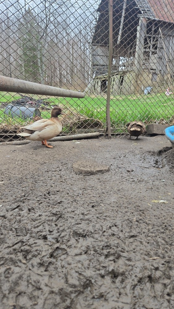 6+ fertile call duck hatching eggs