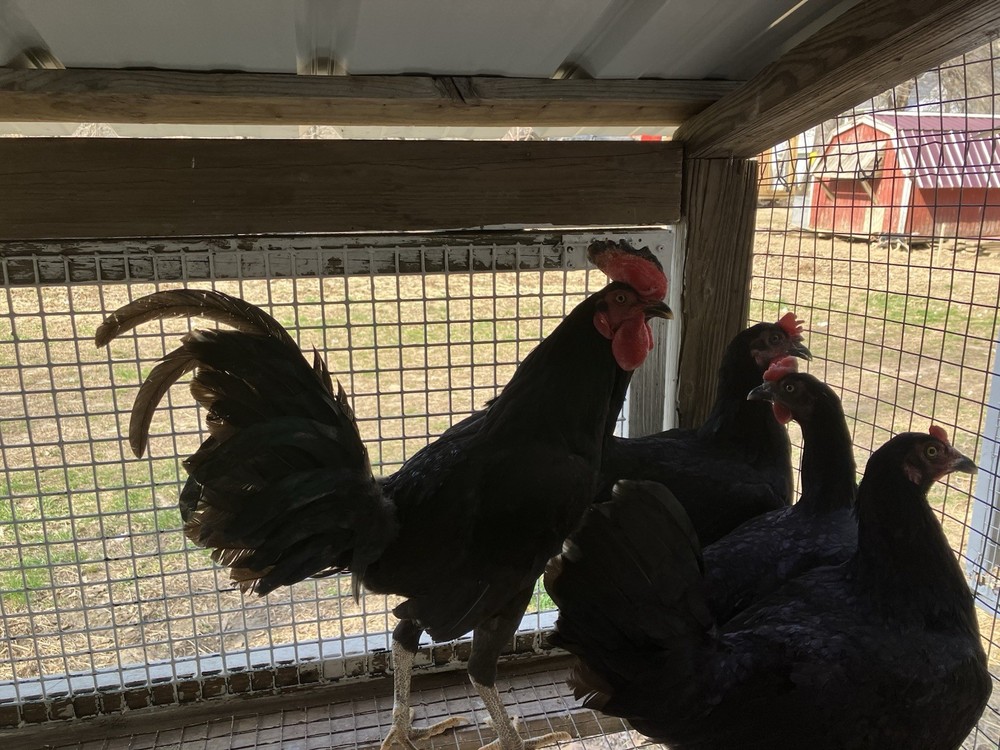 12 Black Peruvians Hatching Eggs