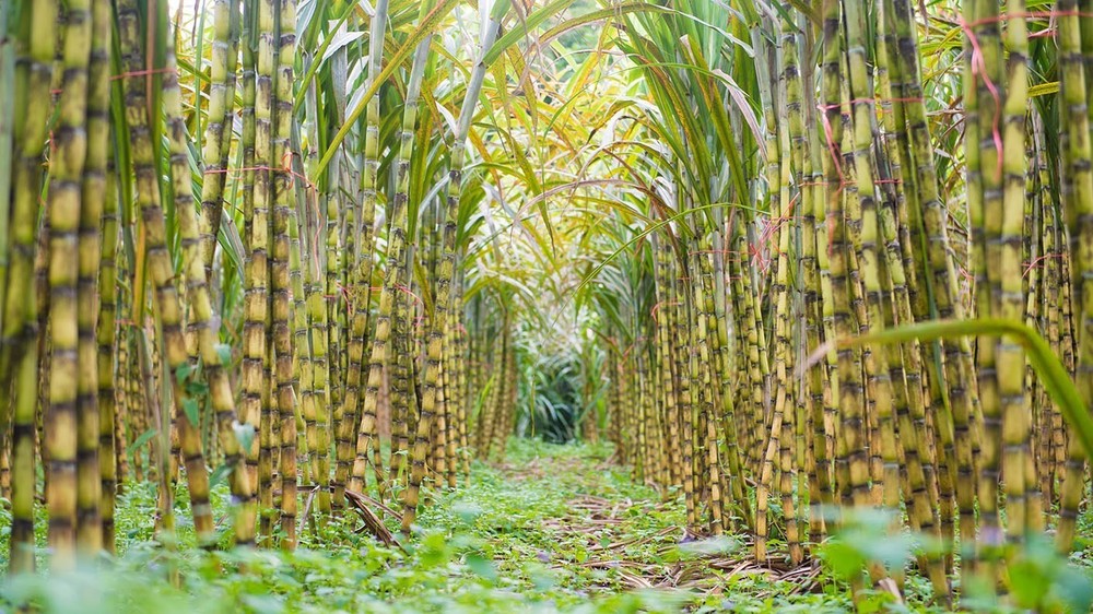 Fresh Sugarcane (5 lbs) Sugar Cane