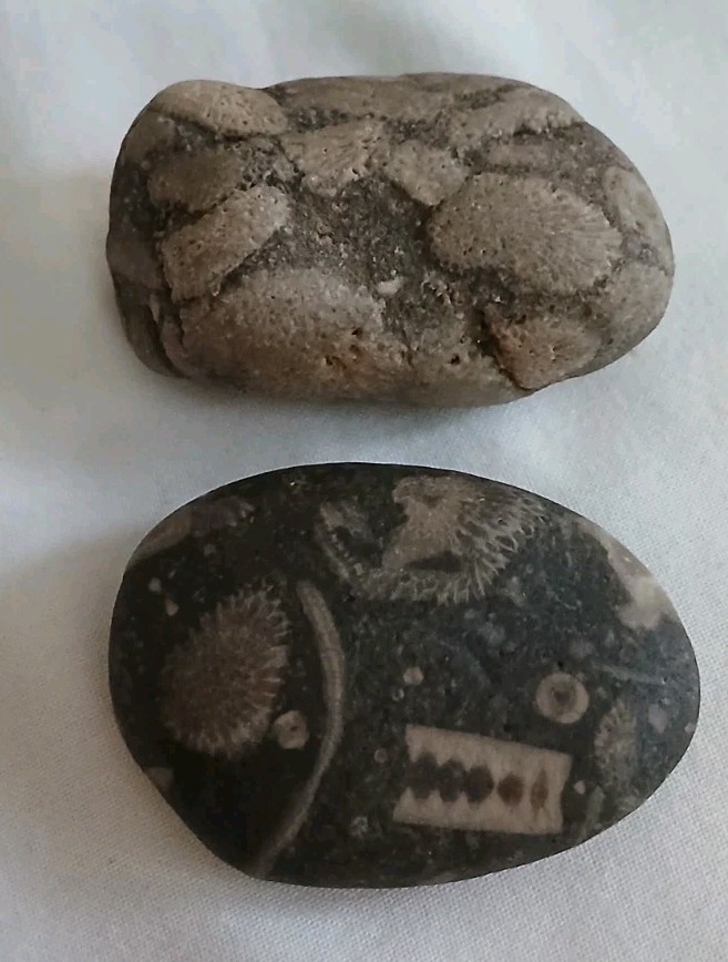 6 pc Lake Michigan Fossils Lot • 1 lb Unpolished Natural Beach Finds