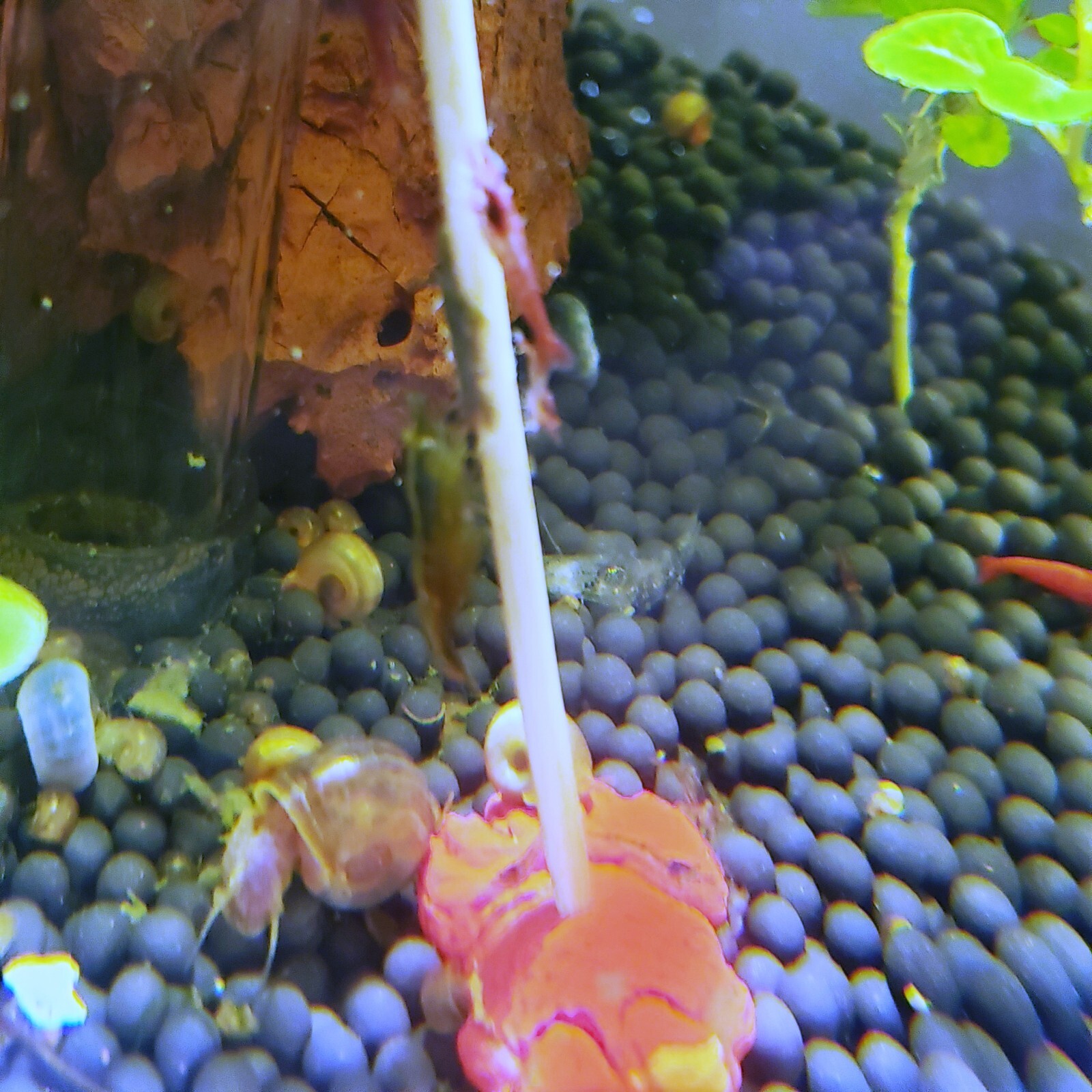 Shrimp Lollies Nano 60 CT Variety Pack (20/20/20) & 3 Holders