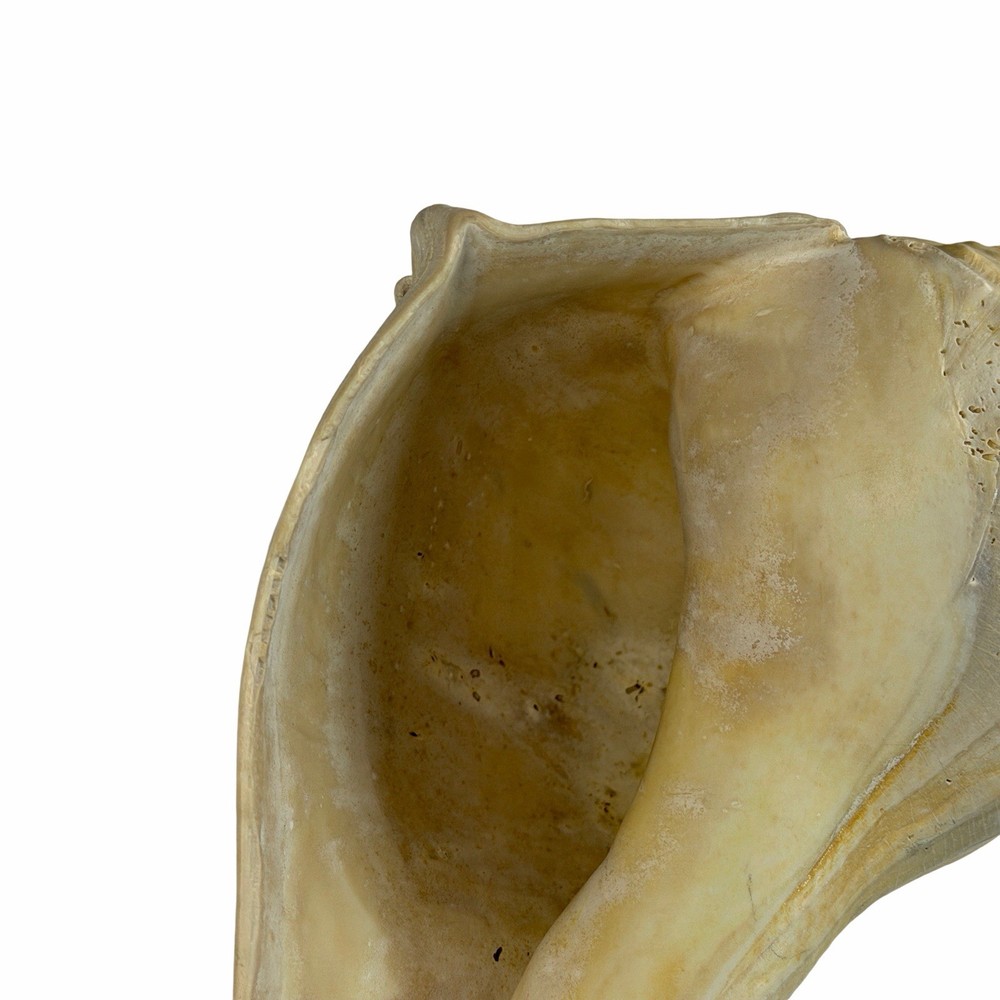 Large 11” Fossil seashell knobby whelk knobbed conch shell