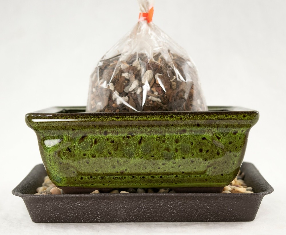 6" Rectangular Moss Green Shohin Bonsai  Pot + Soil + Tray + Rock + Mesh Kit