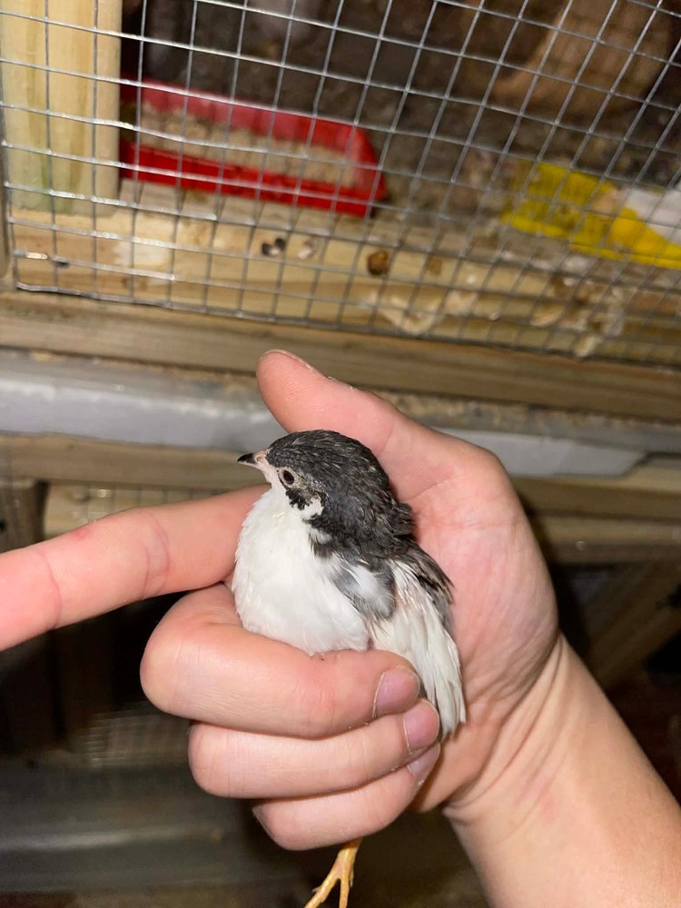 6+ Extra Button Chick (Button Quail) Hatching Eggs – Fresh & Hand Selected