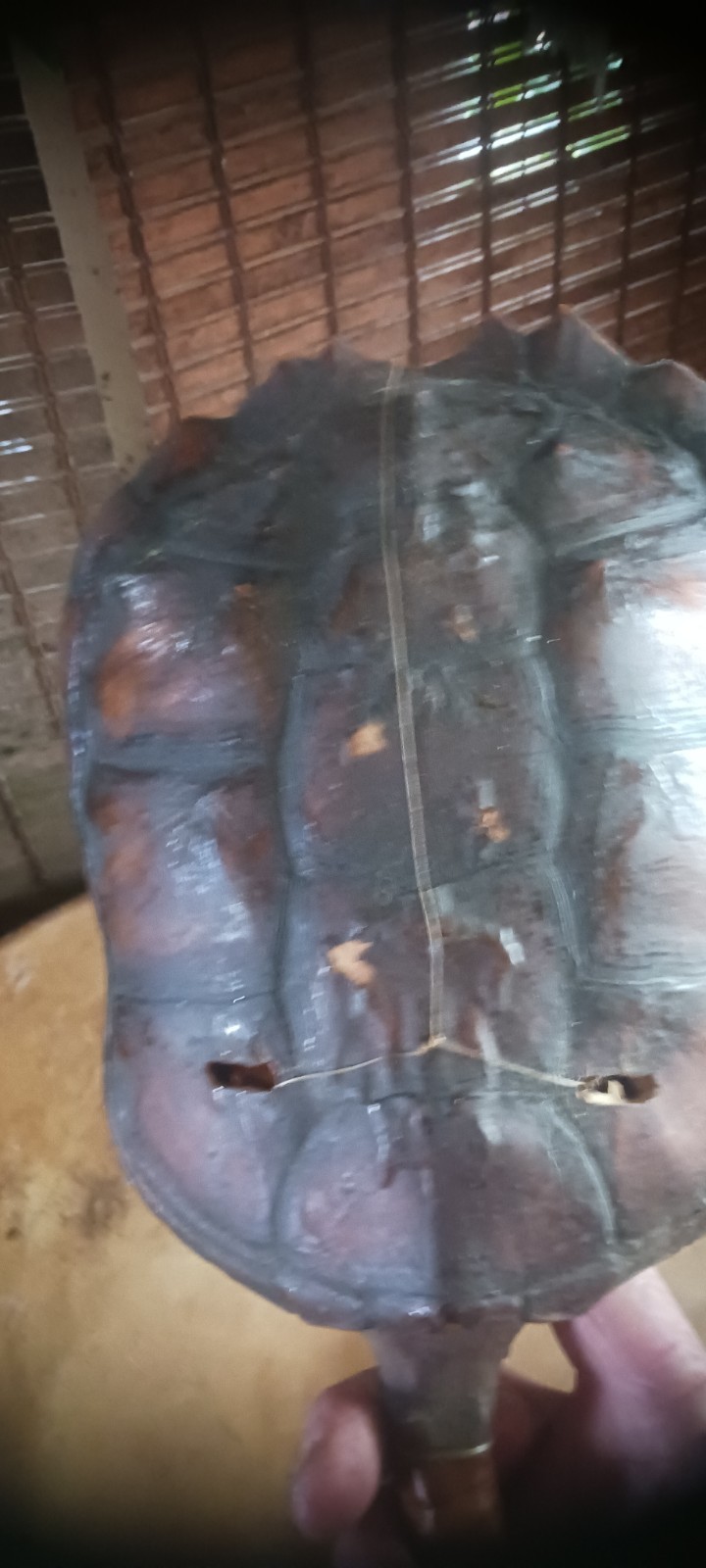 **AWESOME ANTIQUE NATIVE AMERICAN CEREMONY RATTLE OJIBWA SHAMAN NICE! *