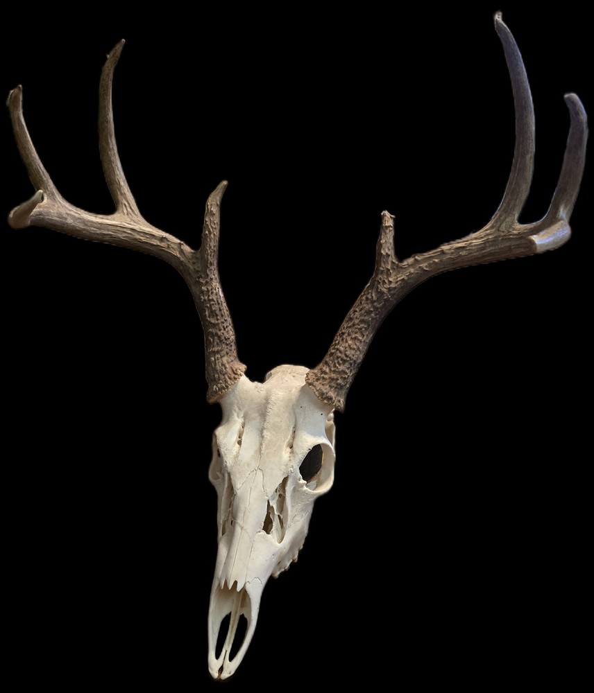 European deer mount white tail