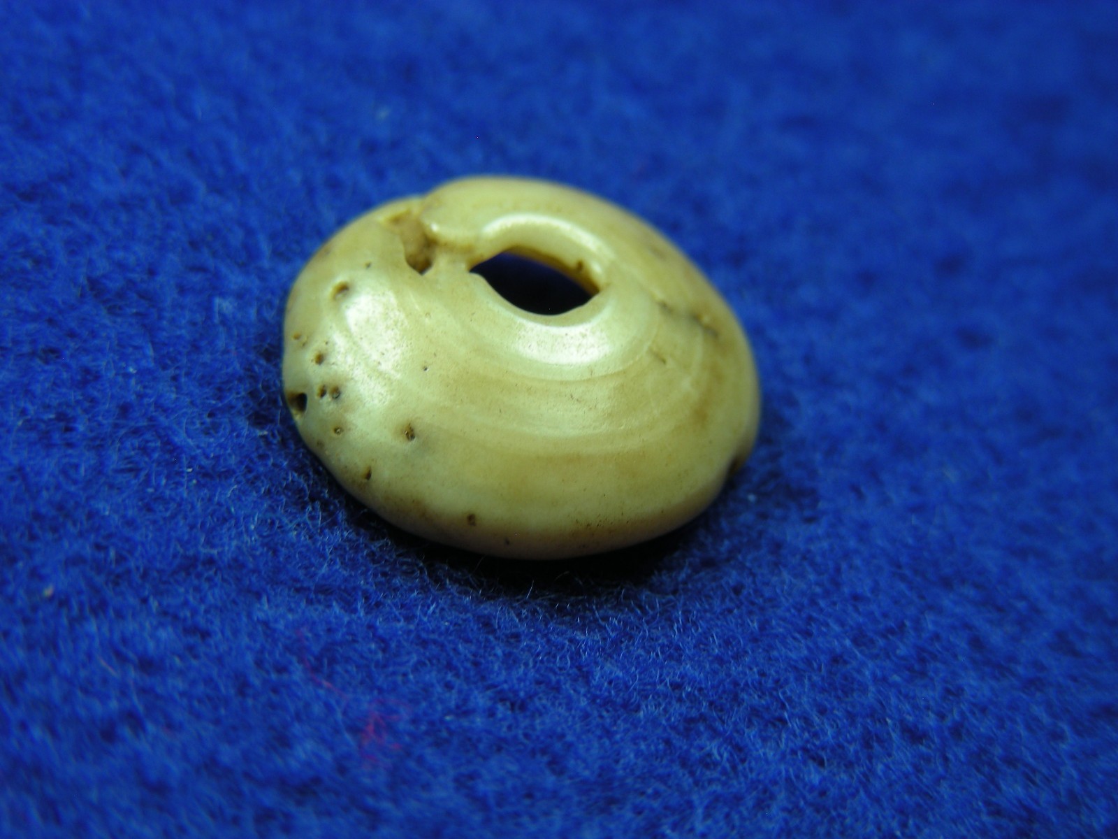 EXCELLENT DRILLED SHELL BEAD 11/16" TENNESSEE Authentic Indian Artifacts