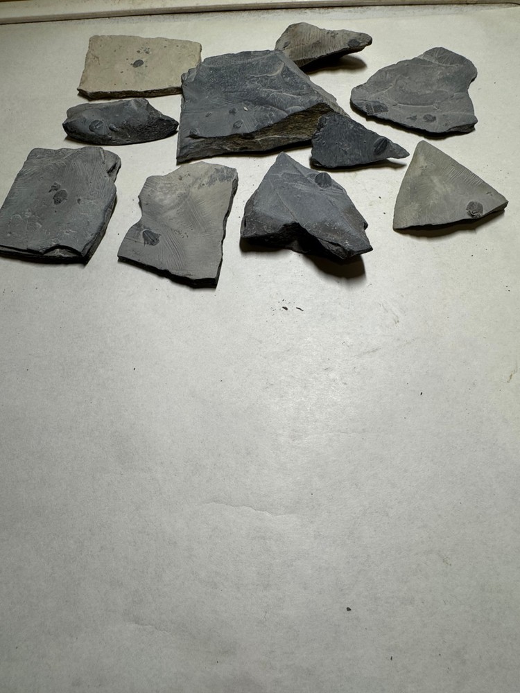 TEN SMALL ELRATHIA  ON MATRIX