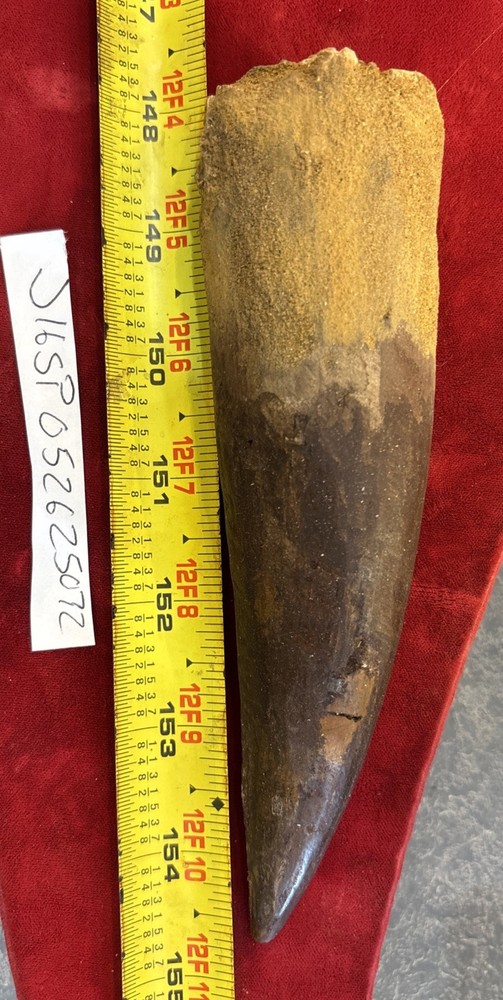 Authentic 6.75” Spinosaurus Tooth Fossil