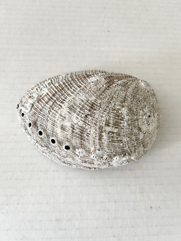 Large Natural Abalone Shell