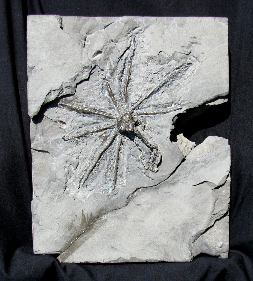 EXTINCTIONS- VERY COOL SILURIAN STARBURST CARYOCRINITES CYSTOID FROM NEW YORK!
