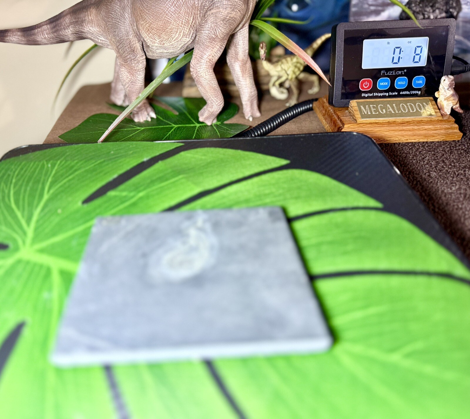 Bundenbachia Beneckei Starfish Fossil ~ Bundenbach Germany ~ Devonian Period