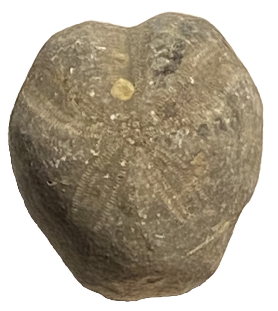 sea urchin fossil