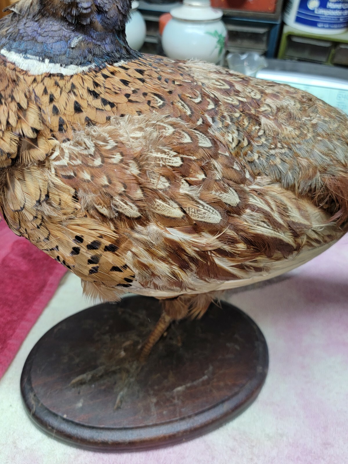 Female Hen Ringneck Pheasant Hen Taxidermy Mounted Plack/ Beautiful 😍 Colors