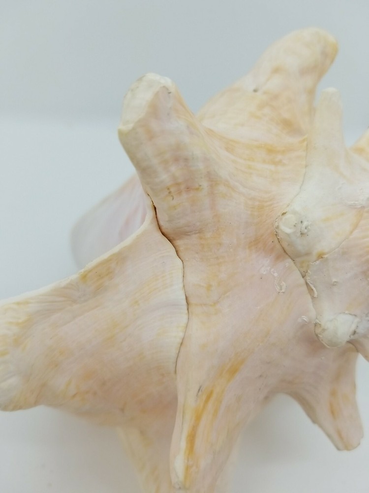Natural Pink Inside Conch Shell Display Nautical Decor
