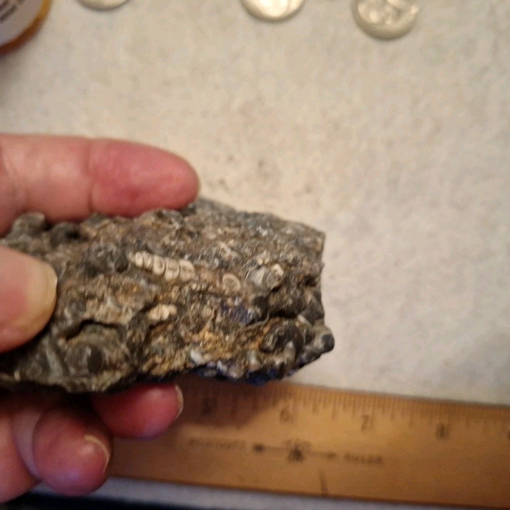 Nice Turritella agate Fossil Specimen