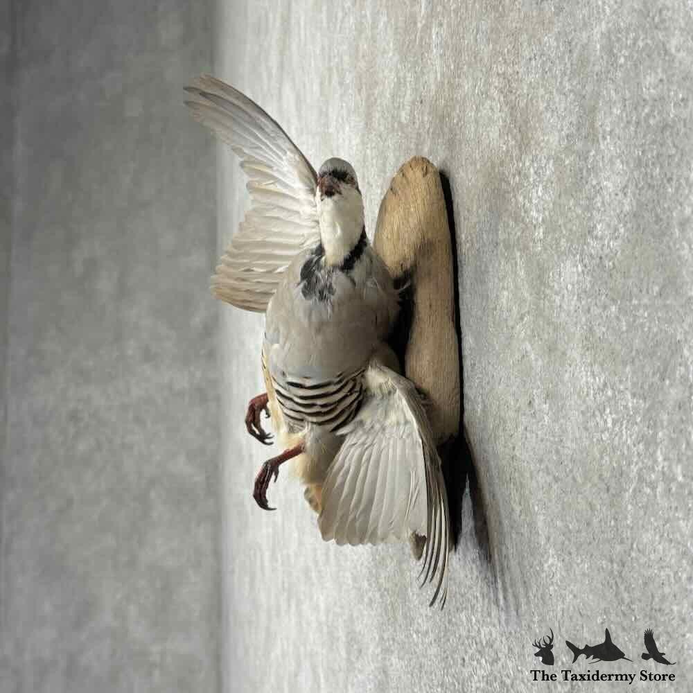 #31705 N | Chukar Partridge Life Size Taxidermy Bird Mount For Sale