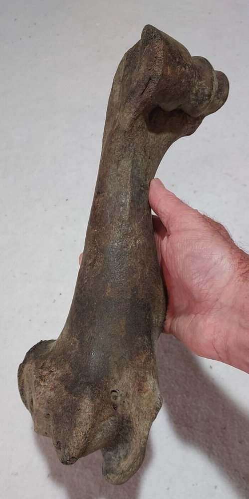 Bison Right Humerus Bone Fossil from Ice Age