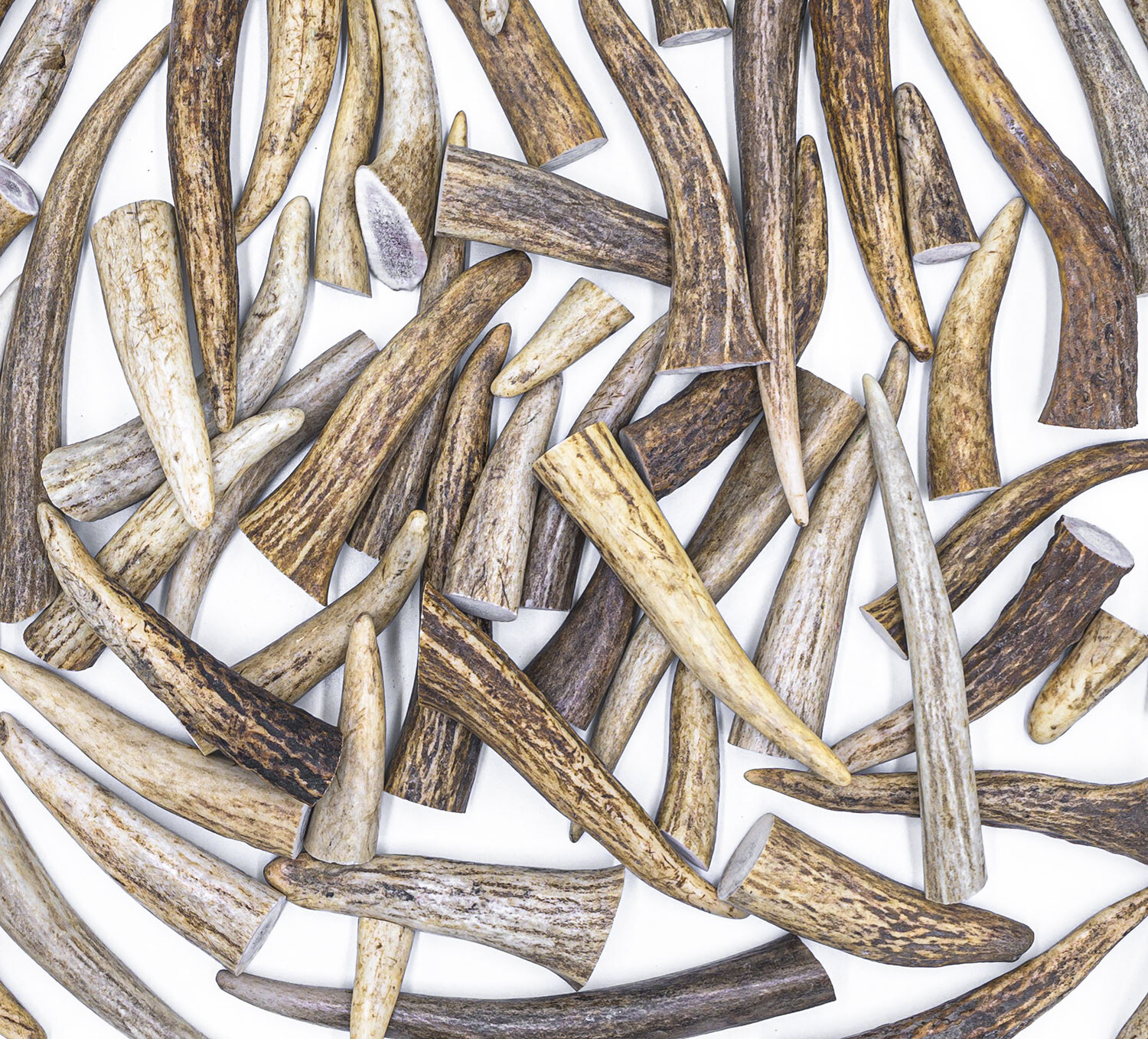 50 Deer / Elk Antler Tips Tines A GRADE ONLY - ASSORTED Craft Antlers