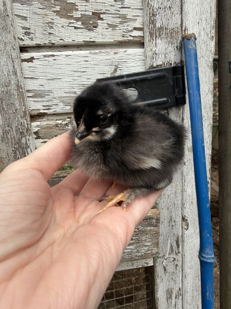 10 +Black Copper Maran Fertile Hatching Eggs!!