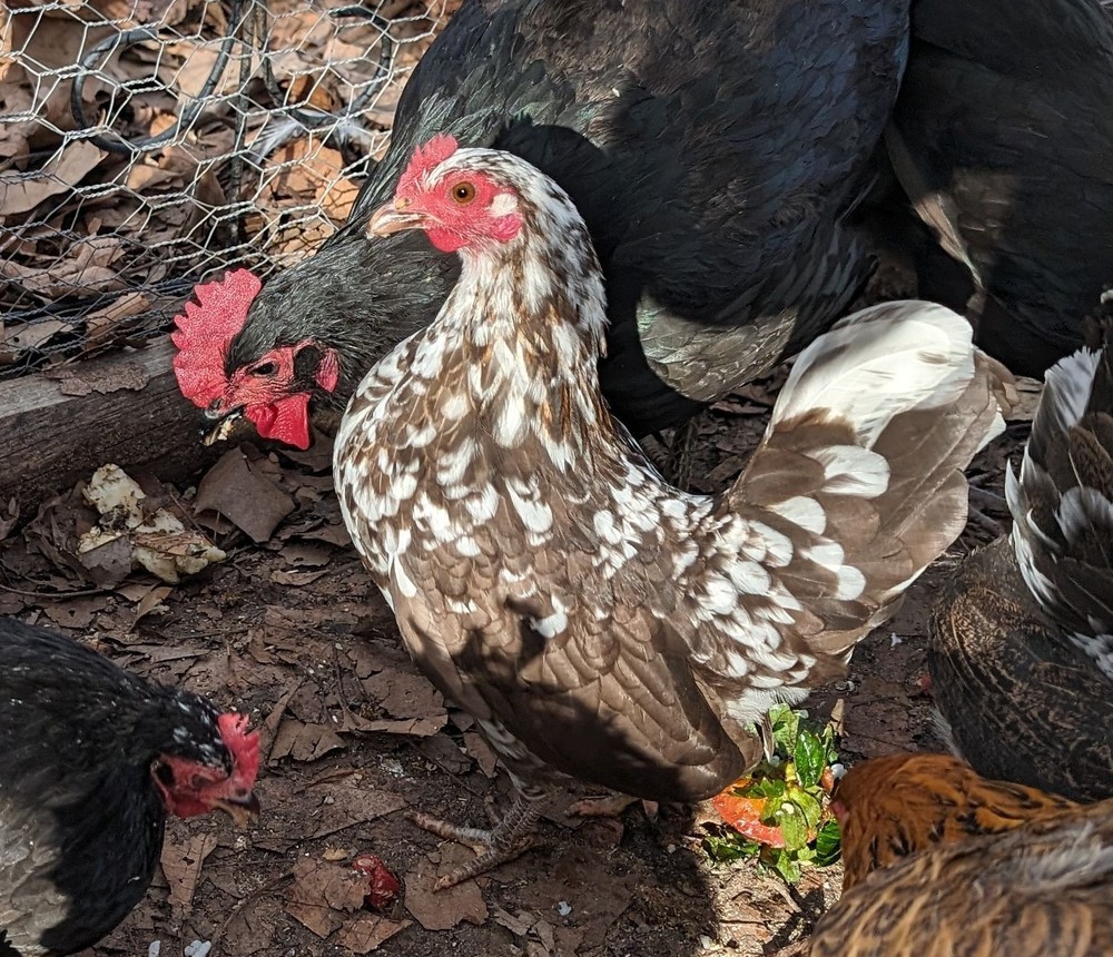10++ eggs: Serama Bantam Chicken Hatching Eggs-Pocket, Teacup, Tiny