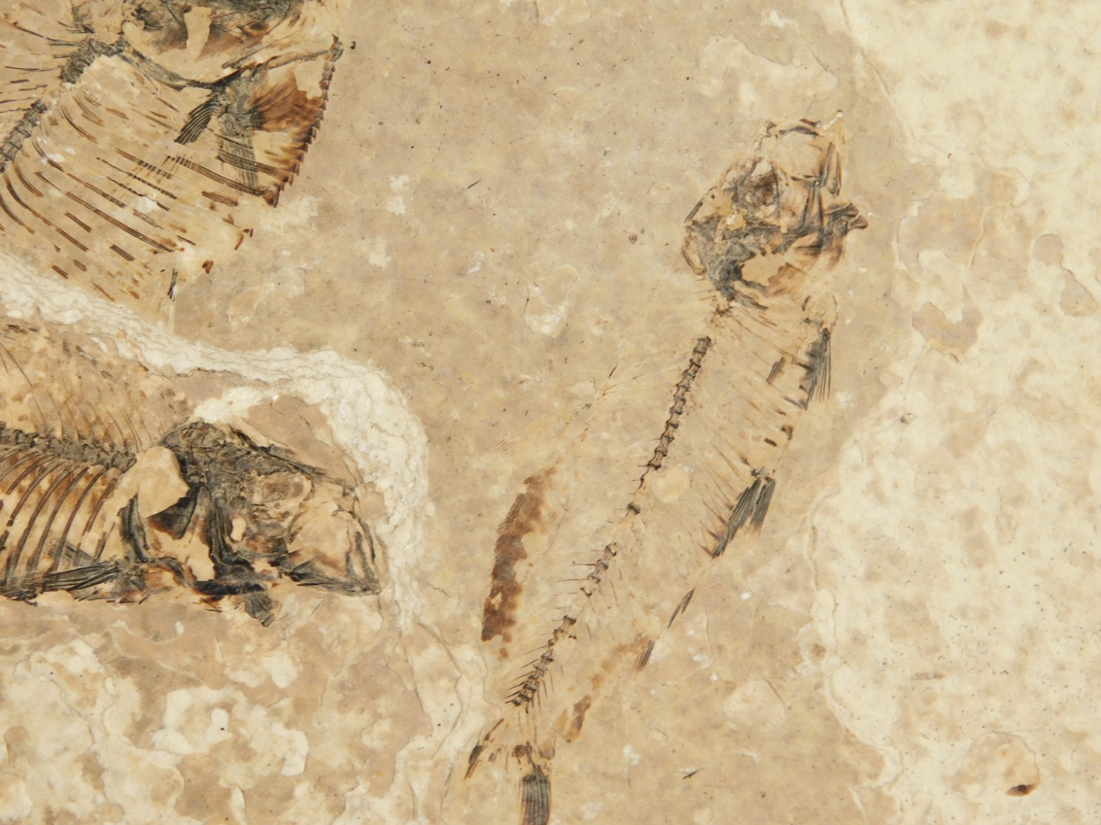 Rock AQUARIUM THREE! 100% Natural Knightia FISH Fossils From Wyoming! 291gr