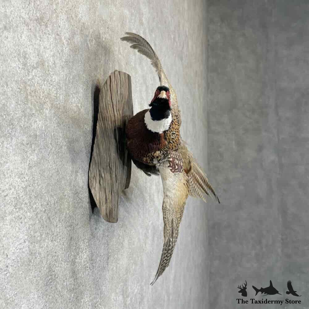 #31739 P | Ringneck Pheasant Taxidermy Bird Mount For Sale