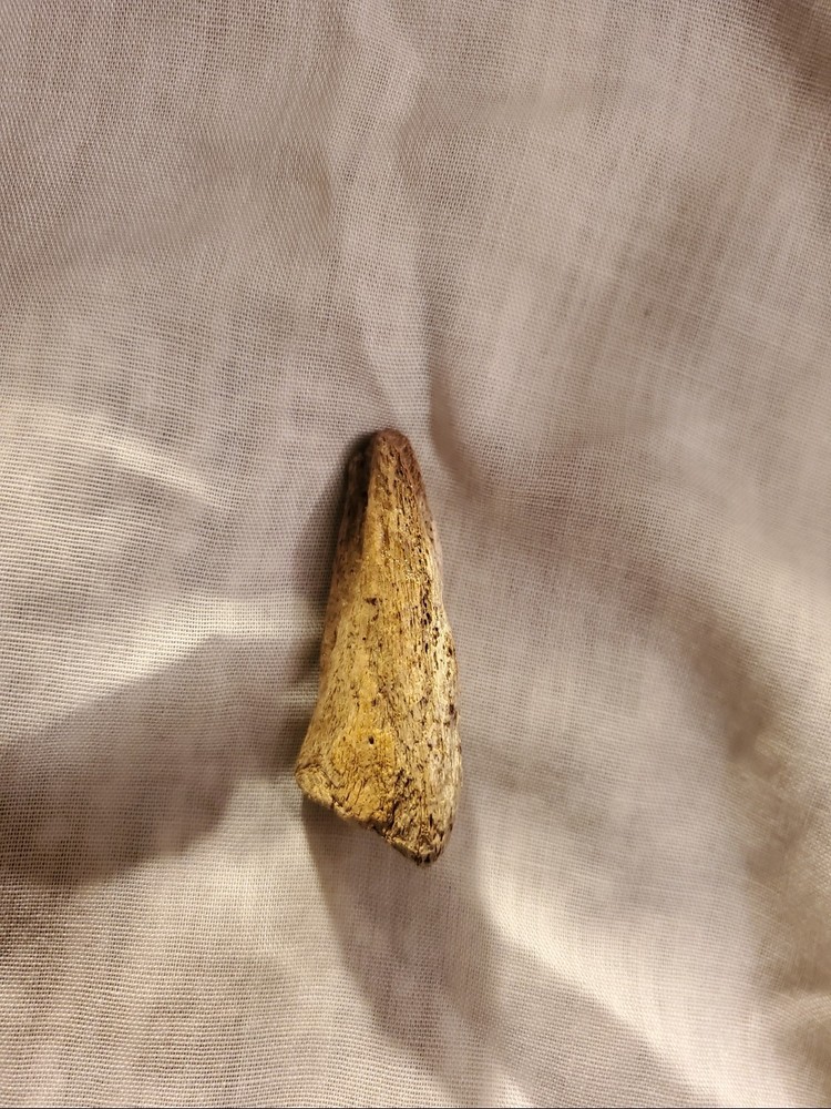 Ornithomimid Toe Claw (Ungual)