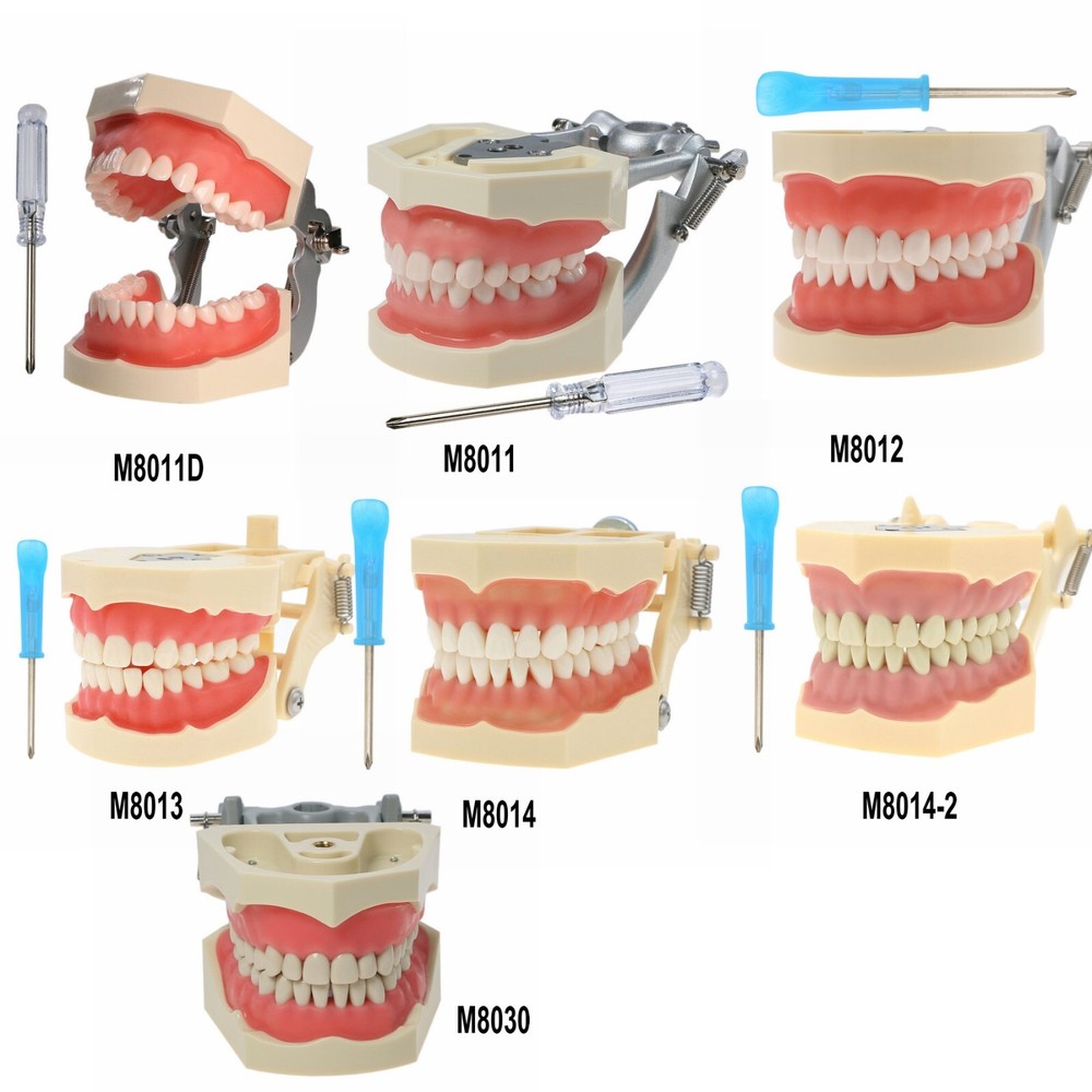 Dental Multi Typodont Teeth Model for Implant Pathological Restoration Practice