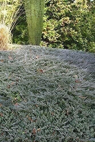 Juniper Bar Harbor | 4 Inch | Juniperus horizontalis | Groundcover