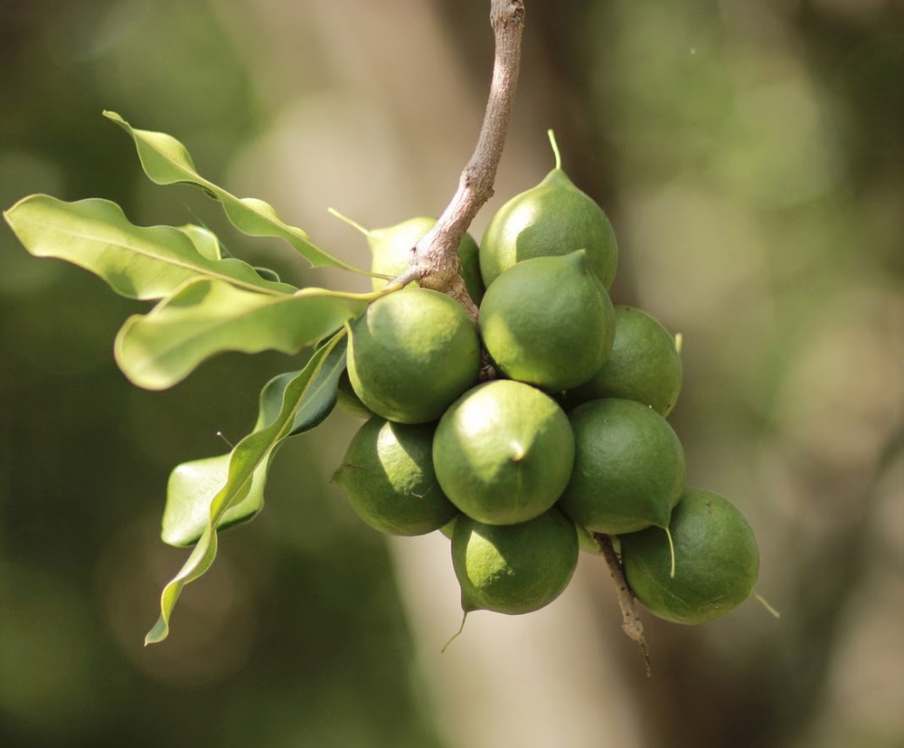 Fresh Raw shelled unsalted Macadamia Nuts 12 oz