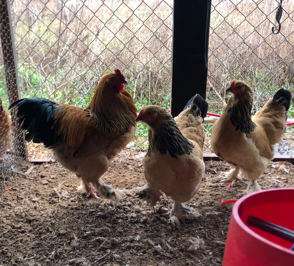 Buff Brahma Hatching Eggs (6) NPIP certified AI clean flock
