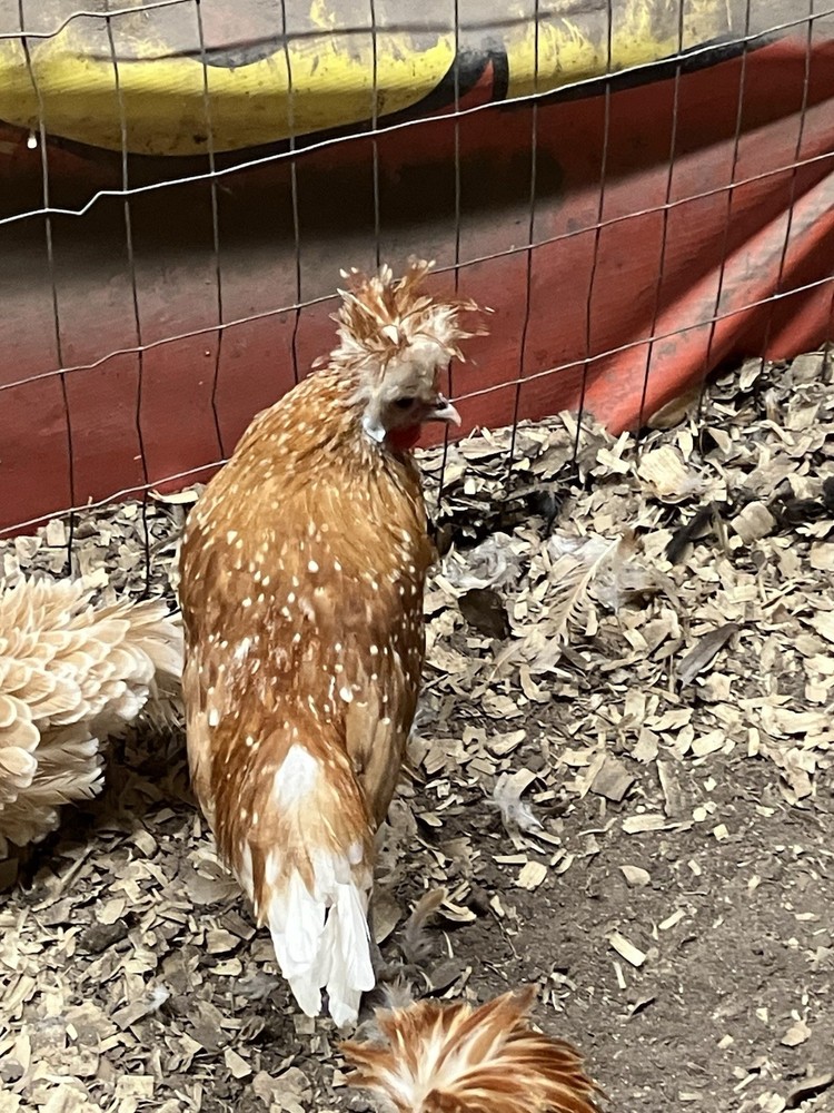 6 Chamois Spangled Appenzeller Spitzhauben Hatching Eggs 🥚🥚🥚🥚🥚🥚