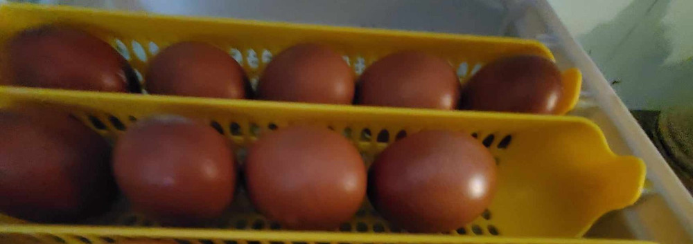 6+2 Black Copper Maran Hatching Eggs Spotted Dark Brown
