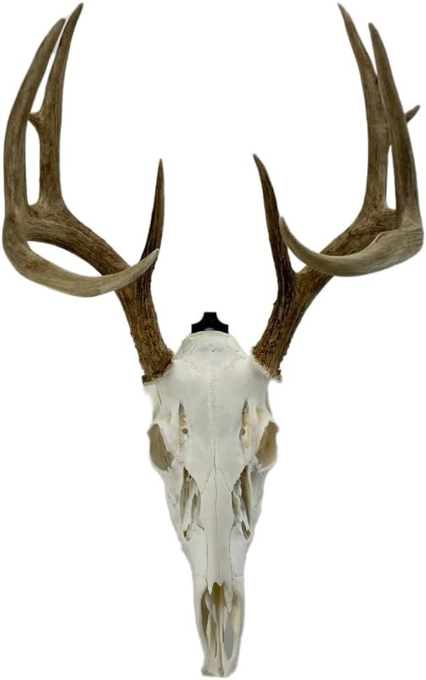 Versatile Skull Mounts for Deer, Bear & More - Cost-Effective Display Solution