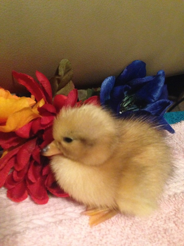 🐣CALL DUCK EGGS 🌷Ready 2 Ship! Three (3) + Assorted