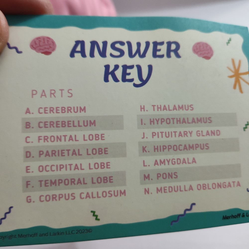 Human Brain Cross Section Foam Model - Educational Anatomy Study Tool - Labeled