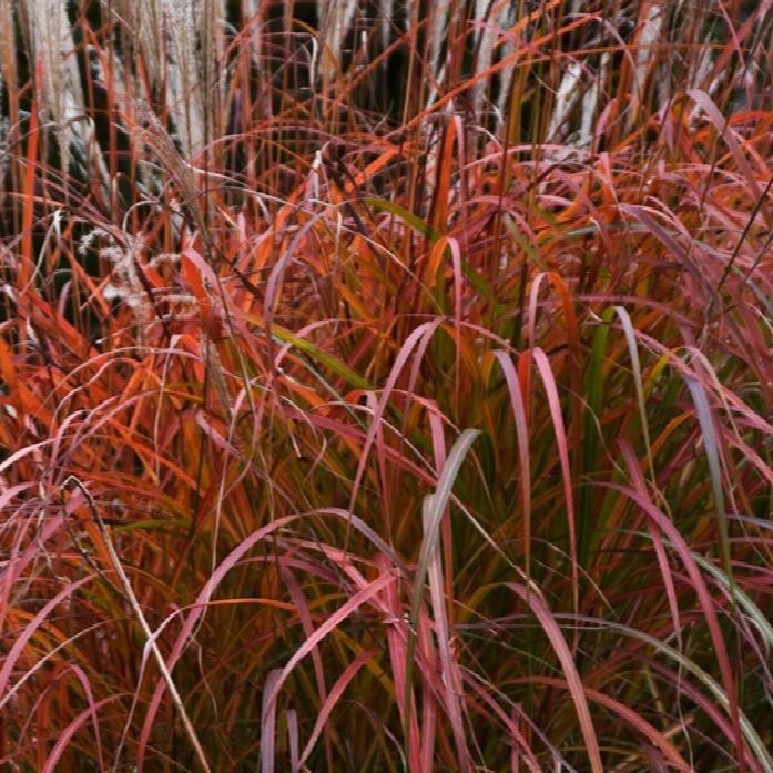 ( 1 ) - Fire Dragon Maiden Grass ( miscanthus ) - Starter Plants ( 4m )