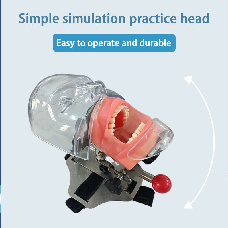 Removable Tooth Preparation Orthodontic Restoration Dental Simulation Head Mold