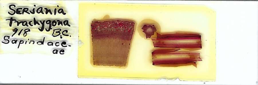 Serjania trachygona Microscope Slide