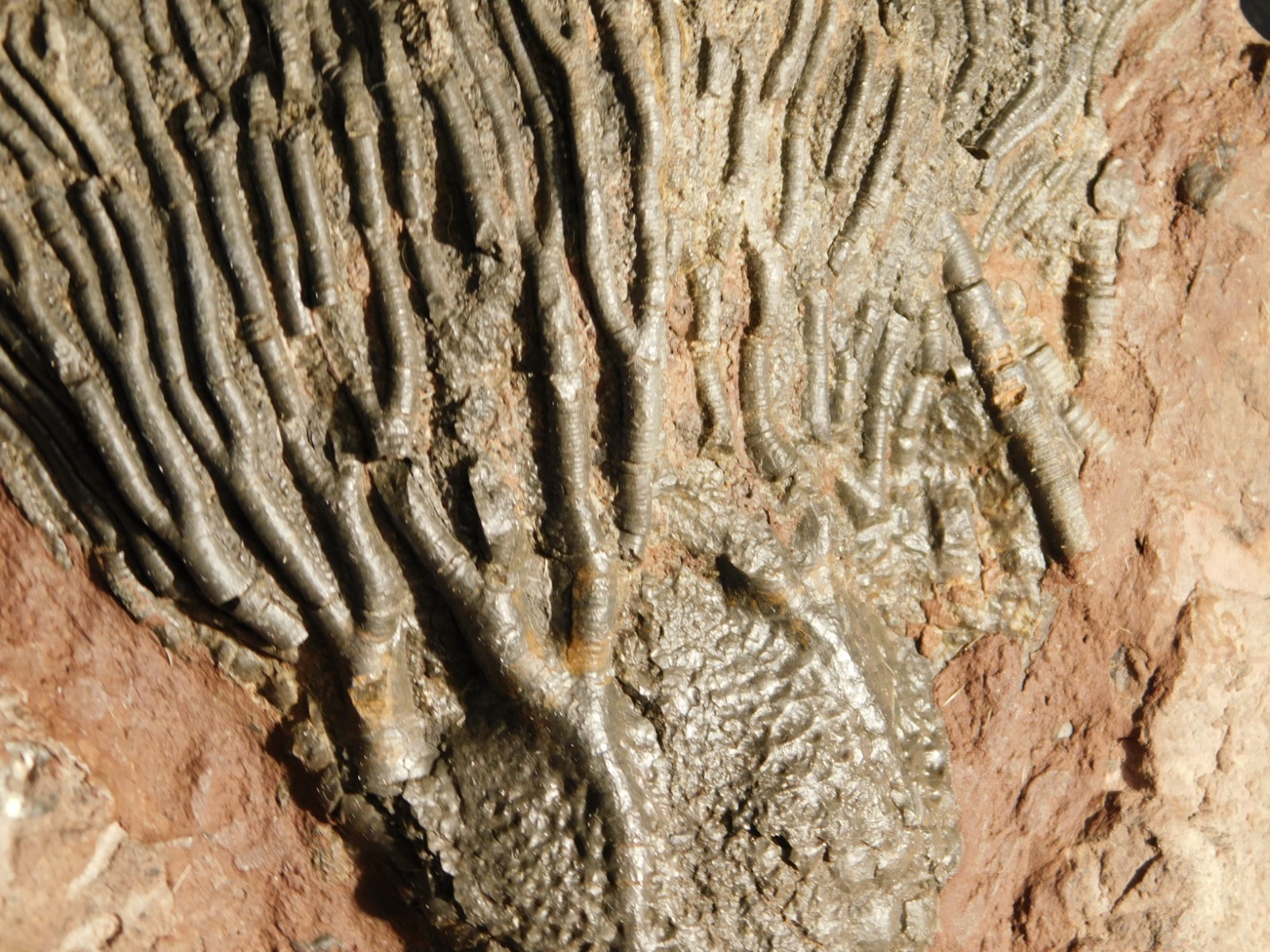 Big! 430 Million Year Old! CRINOID Fossil or Sea LILY Fossil Morocco 1686gr