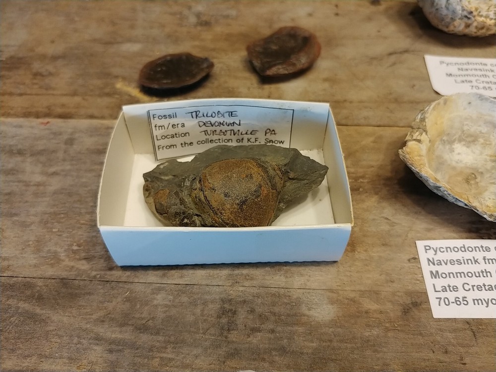 Fossil Lot 24 Total Pieces