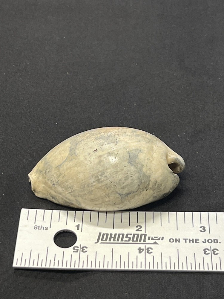 EXTINCT Fossilized COWRIE Shell From Central Florida - Pliocene Era.