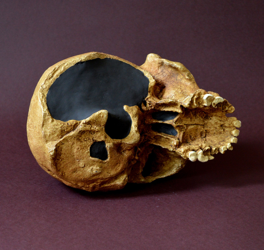 Homo Heidelbergensis Skull Replica
