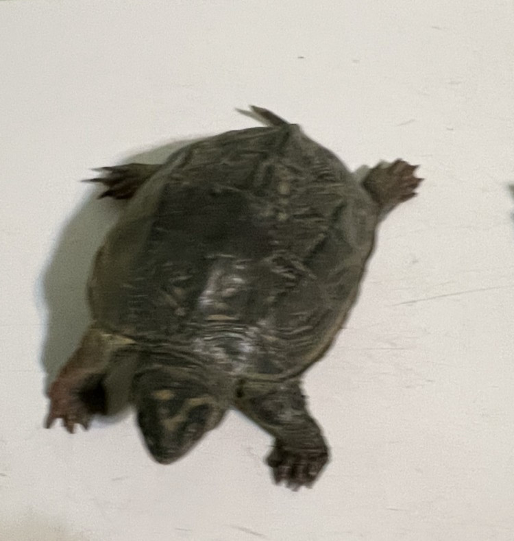 Seven Different Turtle Figurines