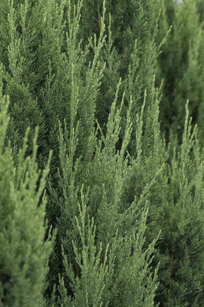 Blue Point Juniper | 2 Inch | Live Trees | Juniperus Chinensis | Evergreen