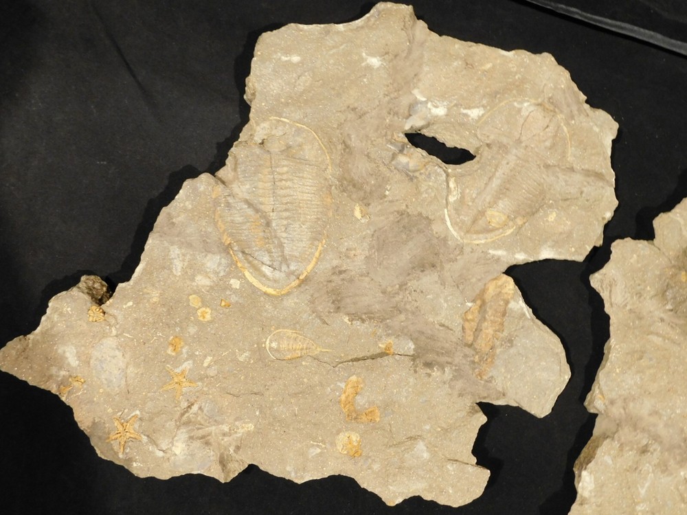 TWO BIG! Eudolatites Sp. Trilobite Fossils in HUGE SPLIT Matrix with STARFISH