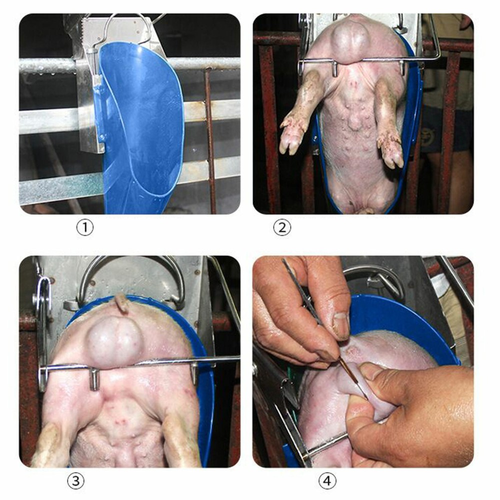 Piglet Castration Rack Pig Sterilization Tool Pig Castration Processing Facility