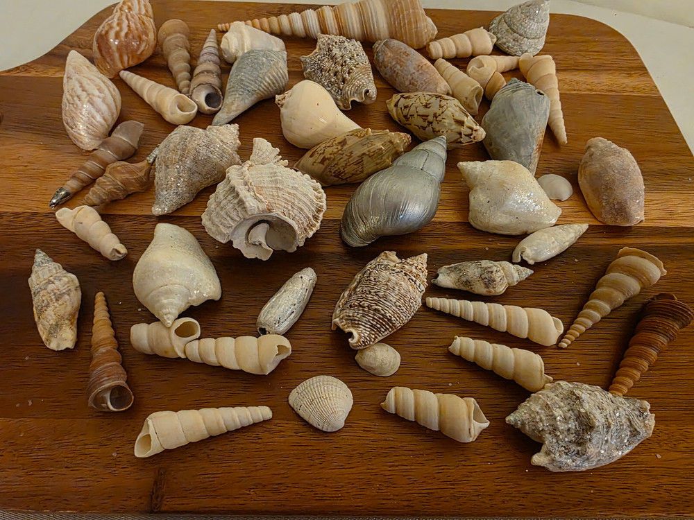 Ocean Seashell Lot - Estate Find